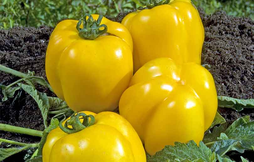 Tomates (yellow stuffers) farcies